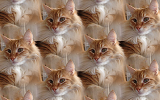 A cat theme pattern design created in SymmetryMill