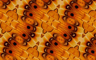 An example of a wallpaper pattern with symmetry group cmm created in SymmetryMill