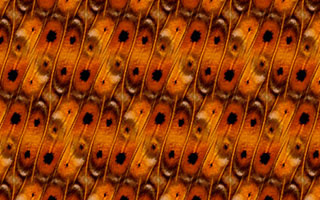 An example of a wallpaper pattern with symmetry group p2 created in SymmetryMill