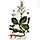 Botanical