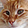 Cat Patterns
